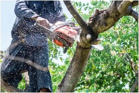 tree services Smithville